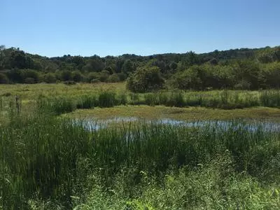 Barrett's Meadow