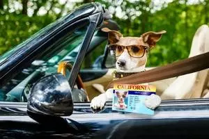 Dog License