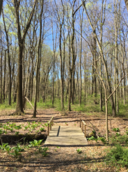 Palmer Trail