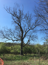 Barrett's Meadows Trail
