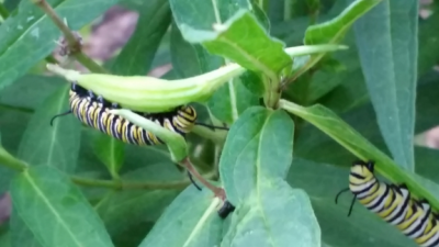 Monarch Butterfly caterpillars